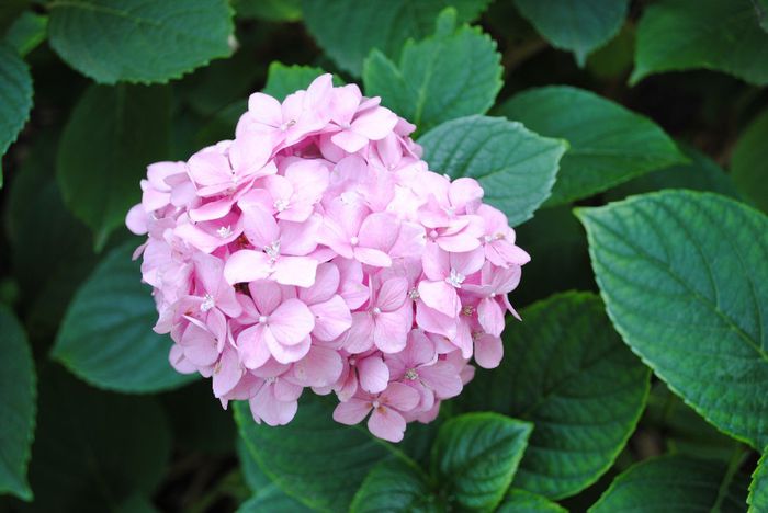 hortensii roz macrophylla mature 20-25lei - a__bujori_hortensii de vanzare_expirat
