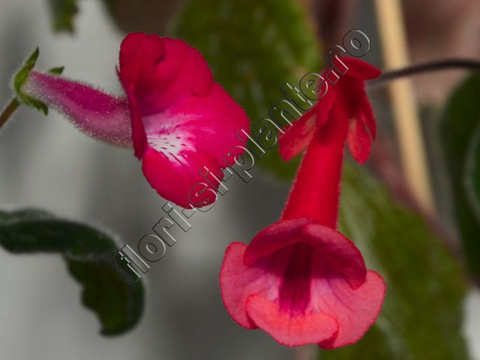 Sinningia Electric Red si Gabrils Horn - GLOXINIA _ SINNINGIA__NEWS 2013