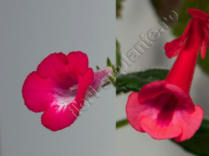 Sinningia Electric Red si Gabrils Horn - GLOXINIA _ SINNINGIA__NEWS 2013