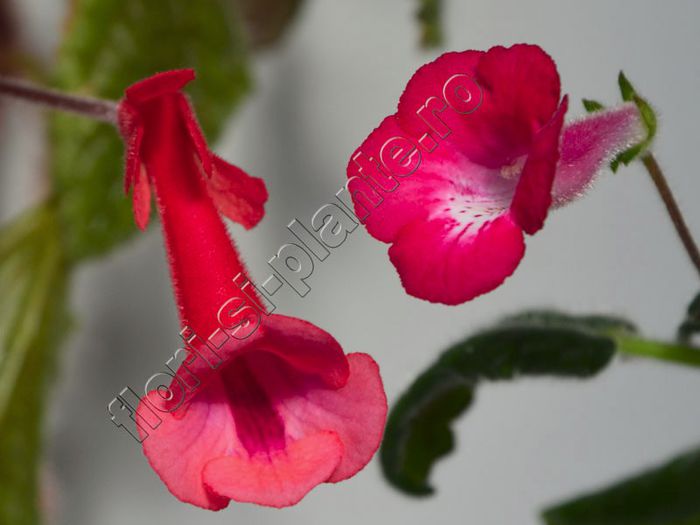 Sinningia Electric Red si Gabrils Horn - GLOXINIA _ SINNINGIA__NEWS 2013