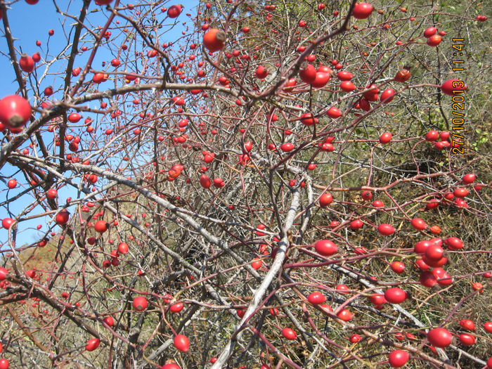 de macese, de porumbele.....