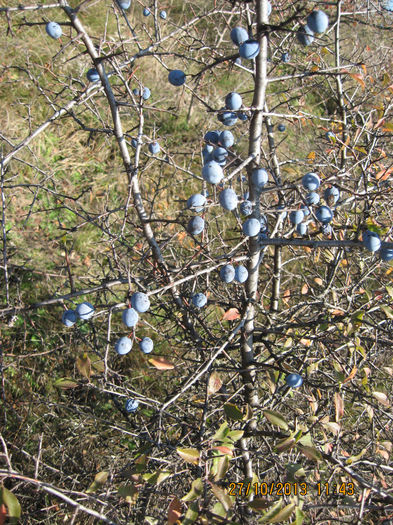 rominii trec nepasatori pe linga ele....