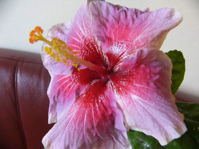 P1200081 - Hibiscus