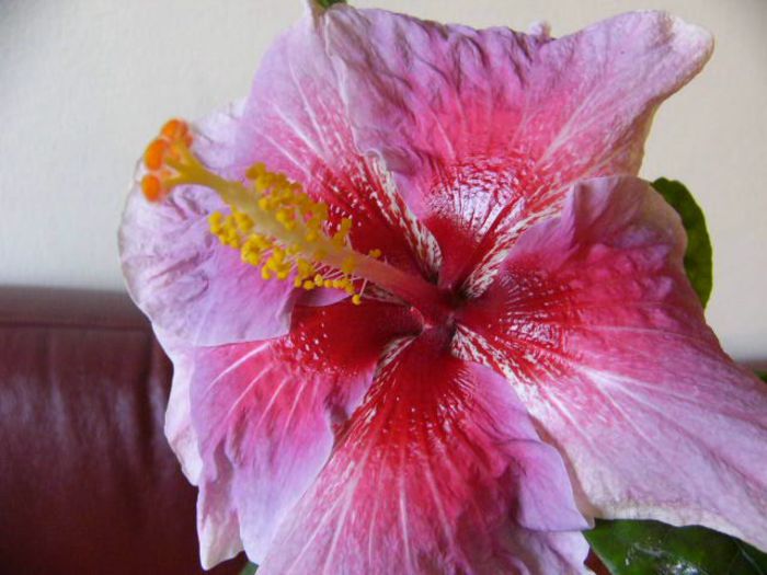 P1200083 - Hibiscus