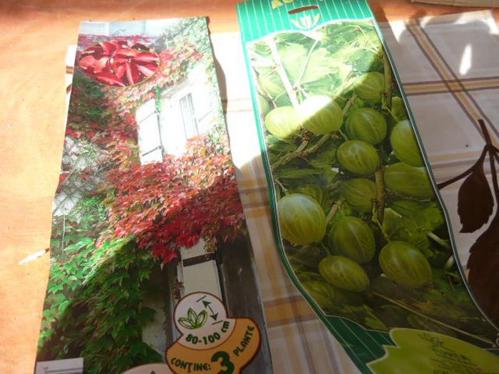 vita  de Canada si agris de Cluj