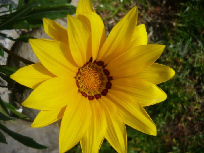 gazania