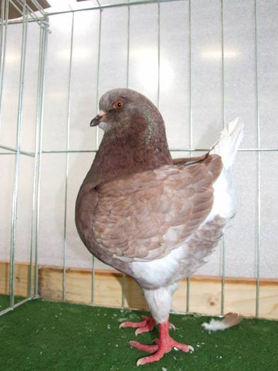 1-0 king AOC-loc.II MKK-2013; 1-0 king AOC king club Ungaria
