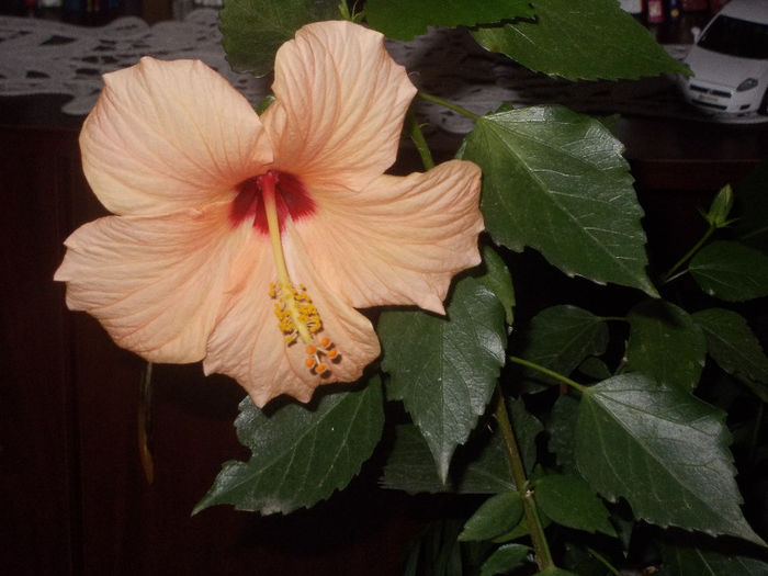 DSCN0316 - Hibilicii mei