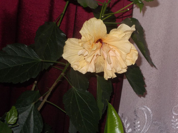 DSCN0317 - Hibilicii mei