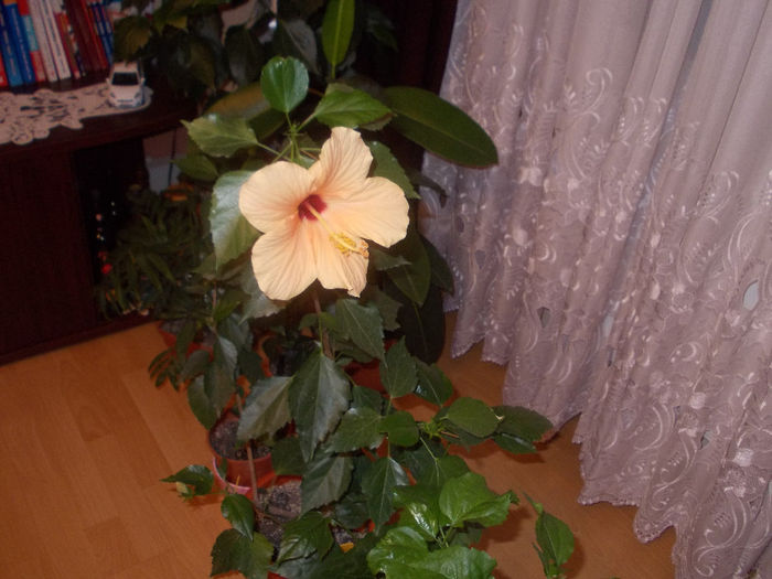 DSCN0349 - Hibilicii mei