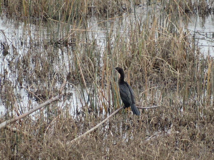 Cormoranul mic; Phalacrocorax pygmaeus
