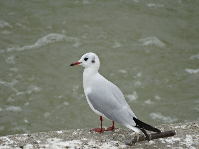 Pescăruşul râzător; Larus ridibundus
