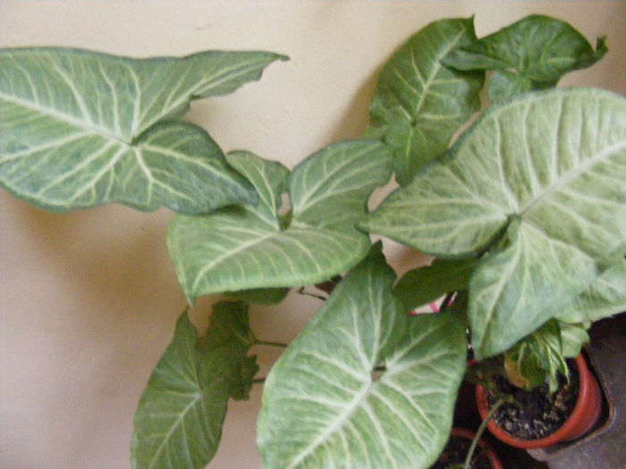 sygnonium
