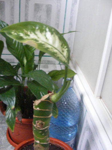 unlastar diefenbachia (parca)