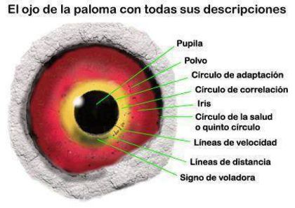 1379943_545788932167541_51291878_n