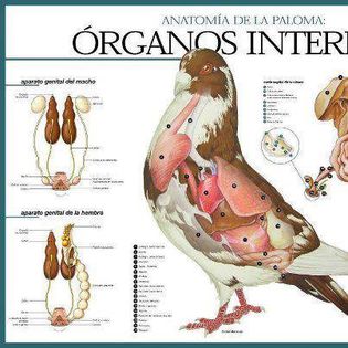 1382374_545221485557619_1714574244_n