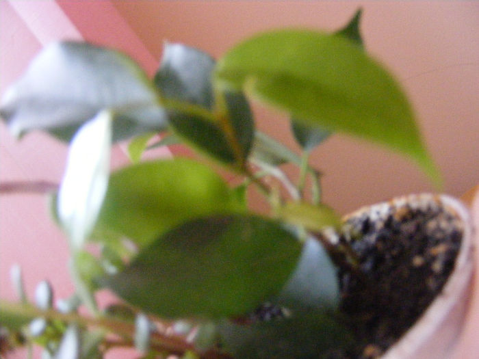 ficus benjamina