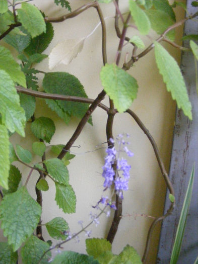 DSCF0155