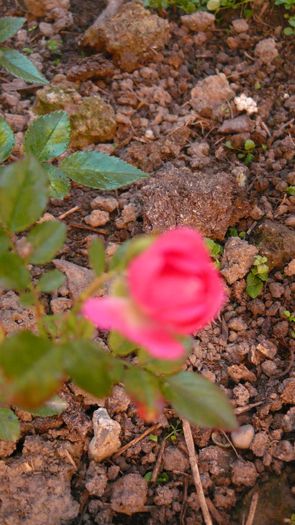 super dorothy?... - butasi si rezultate vara