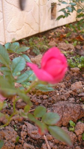 Picture 3277 - butasi si rezultate vara