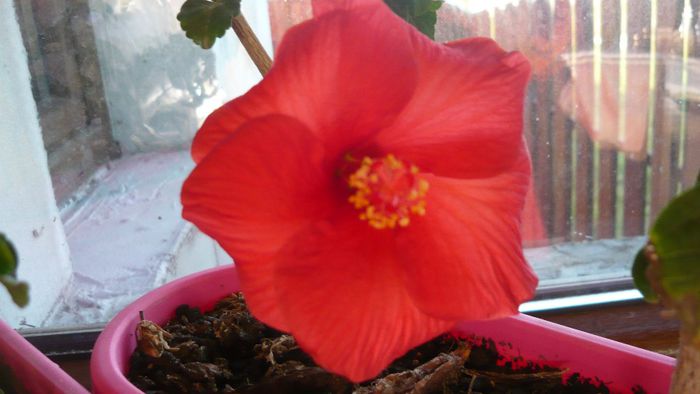 Picture 3207 - x 2013 hibiscus rosa sinesis 3