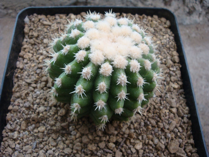 Echinocactus grusonii  ‘brevispinus’