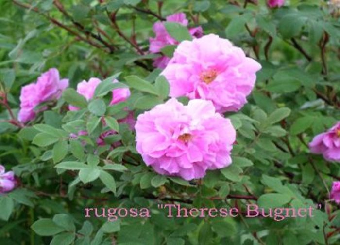 T_Bugnet-435x315 - rose