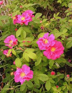 W_ApothecaryRose_ rosa rugosa - rose