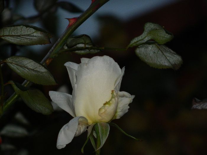 DSCN6414 - OCTOMBRIE 2 2013