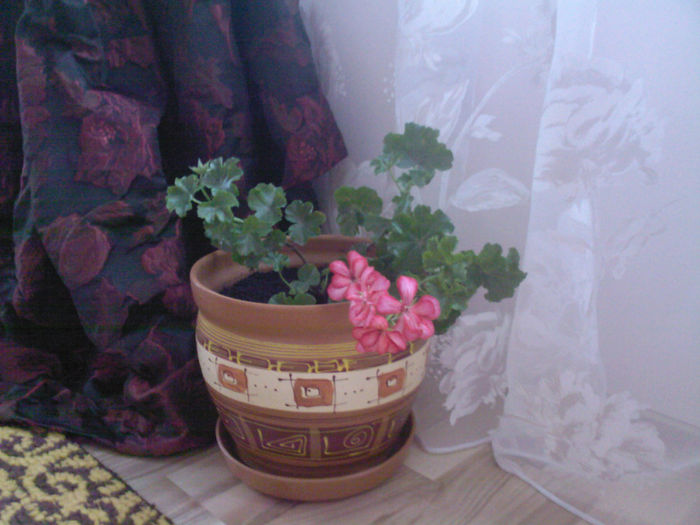 din gradina in ghiveci...se face frig - muscate
