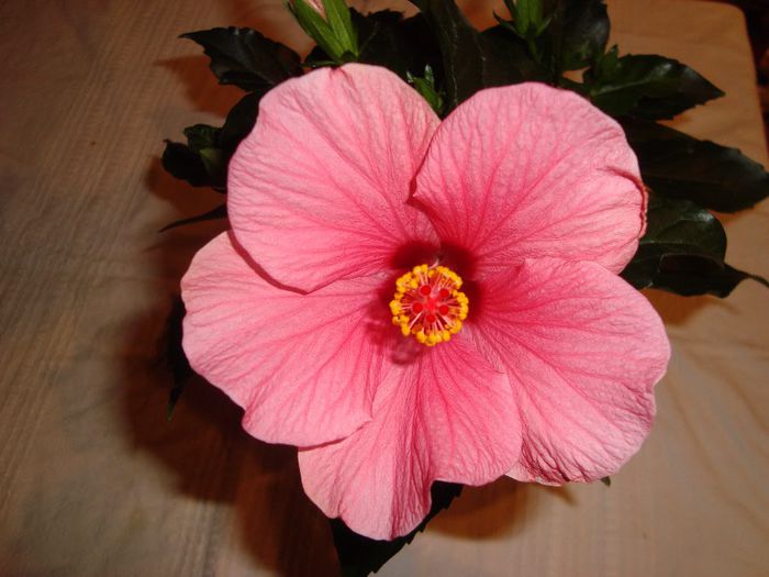 DSC09361 - HIBISCUS