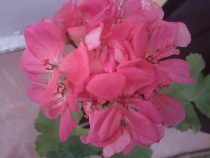 muscata - florile mele