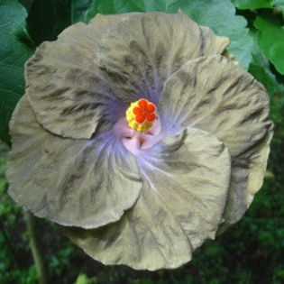 Moorea Black Blue [Not Registered] - SEMINTE DE HIBISCUS TROPICAL DE MOOREA o noua transa OCTOMBRIE 2013