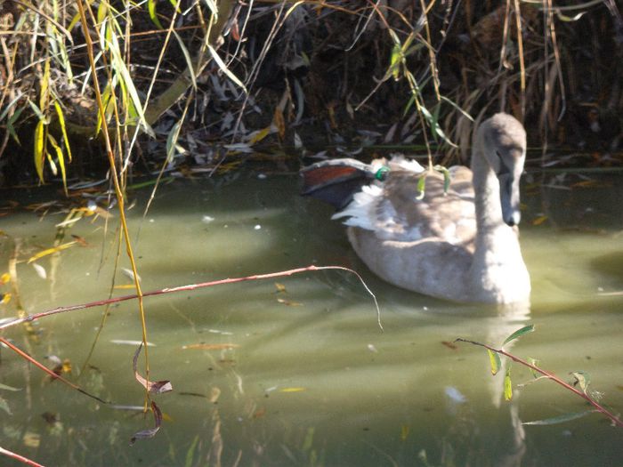 SAM_7510 - Lebede Albe