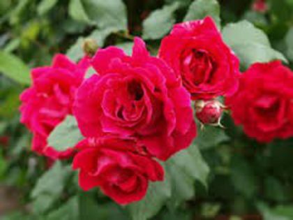 paul's scarlet - trandafiri -lastari primiti si butasi achizitionati