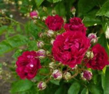 Marie Henriette Grafin Chotek - trandafiri -lastari primiti si butasi achizitionati