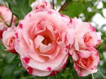 rosenstadt friesing - trandafiri -lastari primiti si butasi achizitionati