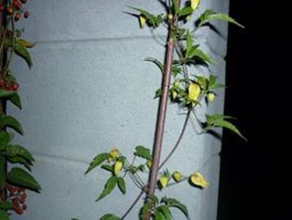 clematita cu fl. mica galbena