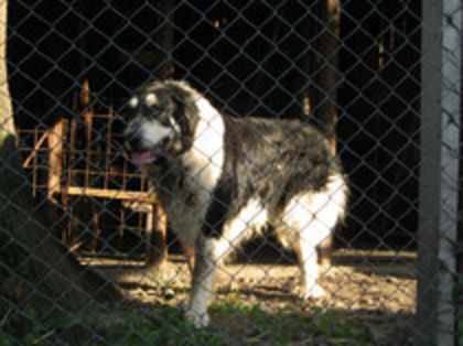 bunicul lui mures-arin