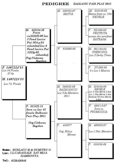 FRATE CU LOC 34 - REZULTATE 2013 COLUMBODROM  BALKANIC FAIR PLAY