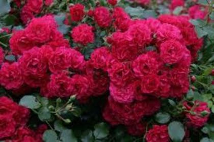 gartnerfreude - trandafiri -lastari primiti si butasi achizitionati