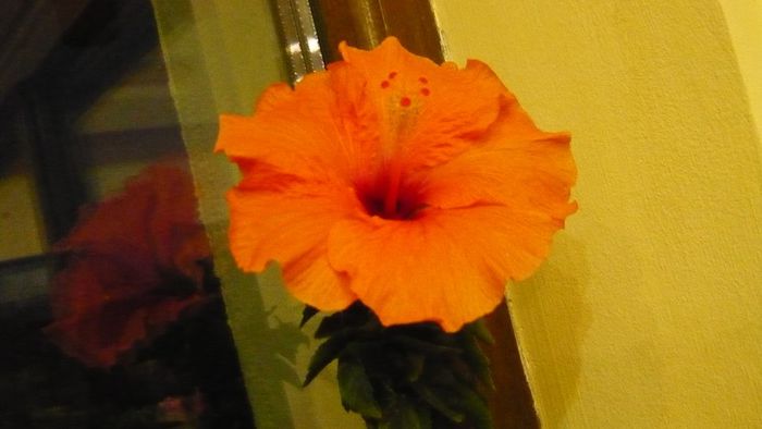 ceres