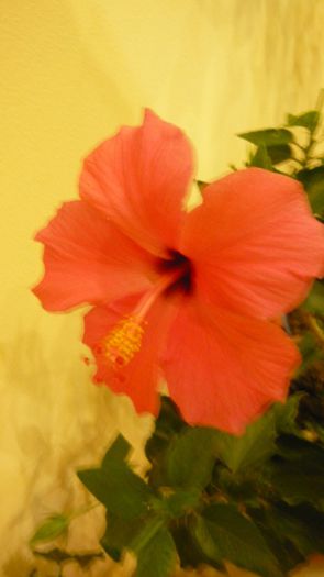 cairo rosa - x 2013 hibiscus rosa sinesis 3