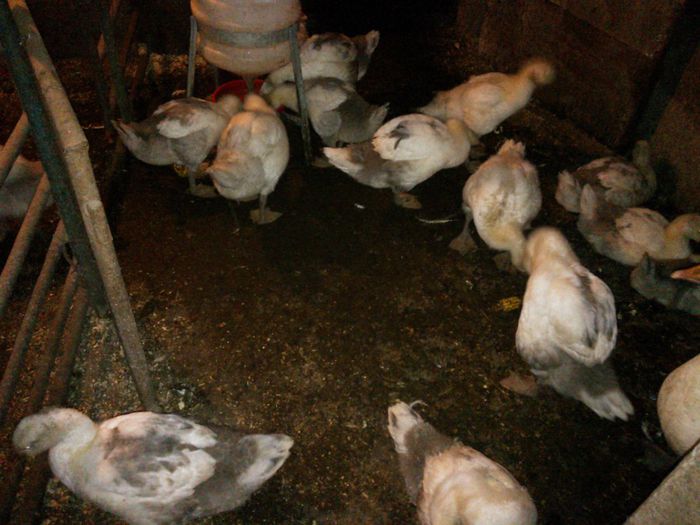 WP_003970; 7 saptamani
