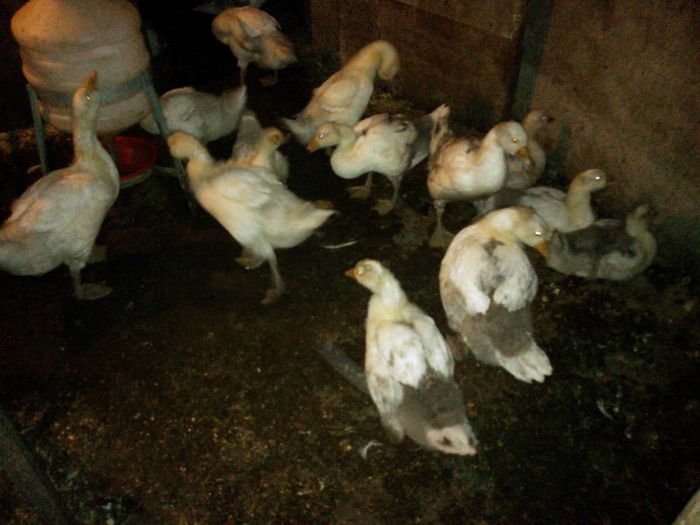 WP_003976; 7 sapatamani
