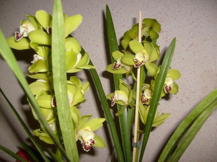 cymbidium asa infloreste