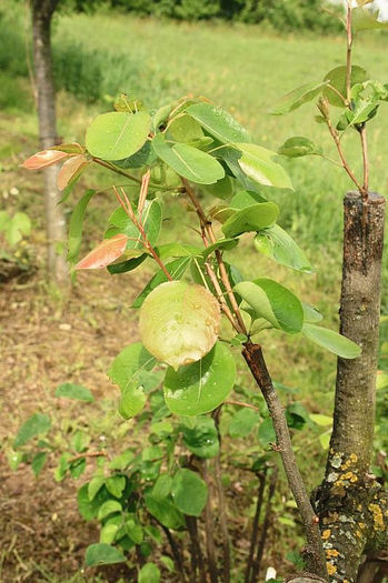 Lastari de peri in crestere - Peri