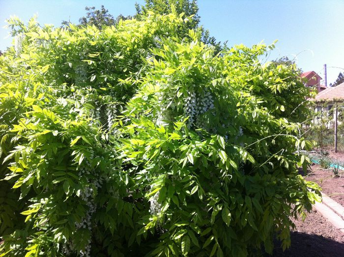 glicina alba - gradina in 2013