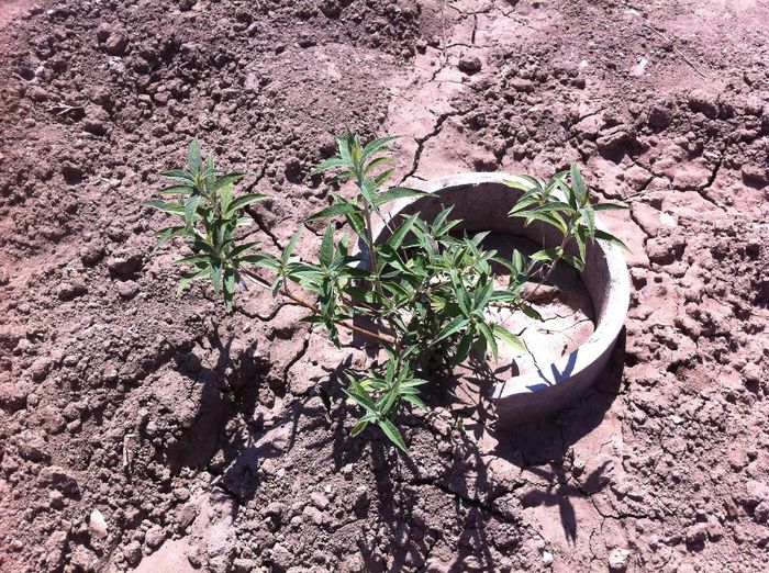 buddleja  in mai - gradina in 2013