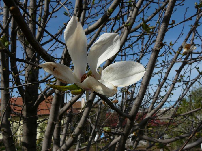 magnolie; A inflorit in sfarsit! Dupa 10 ani.
